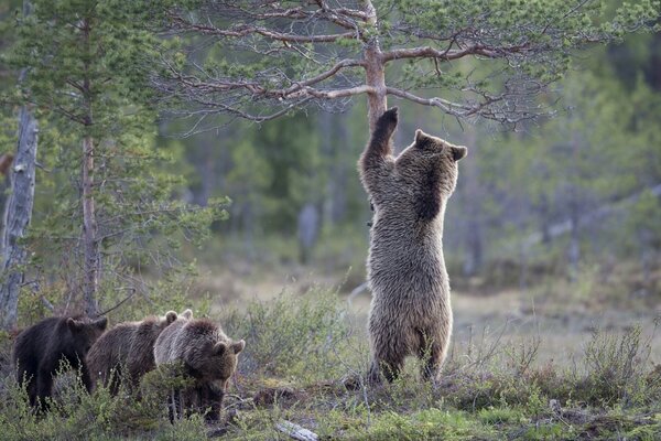 A bear walks with cubs in a pine forest