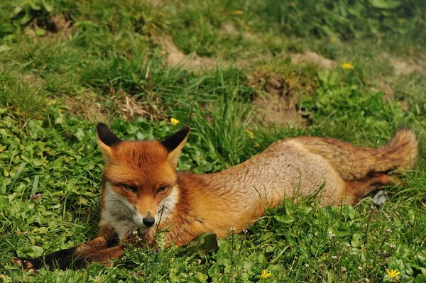 A red fox is resting on the grass