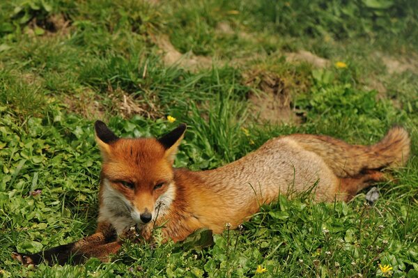 Zorro rojo descansa en la hierba