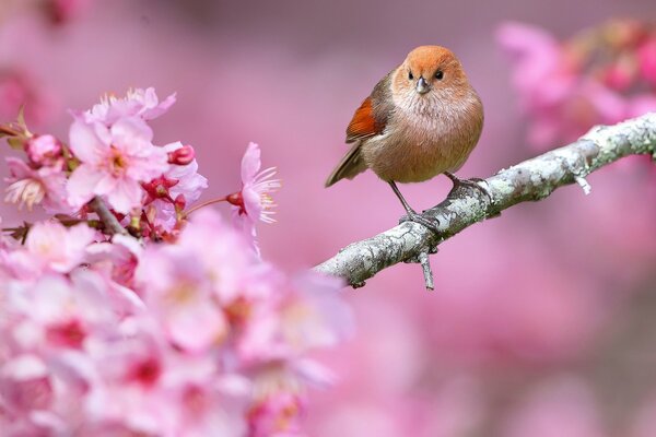 Sanftes Frühlingsfoto eines Vogels unter blühenden Zweigen