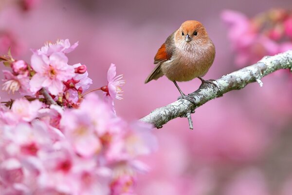 Gentle spring photo of a bird among flowering branches