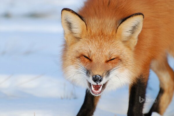 Renard nez neige oreilles