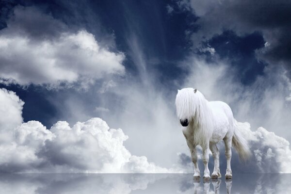 White horse in the sky on the mirror water