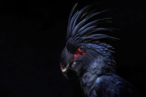 Cacatúa de loro negro muy guapo