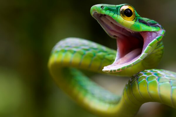 Una serpiente verde brillante ataca