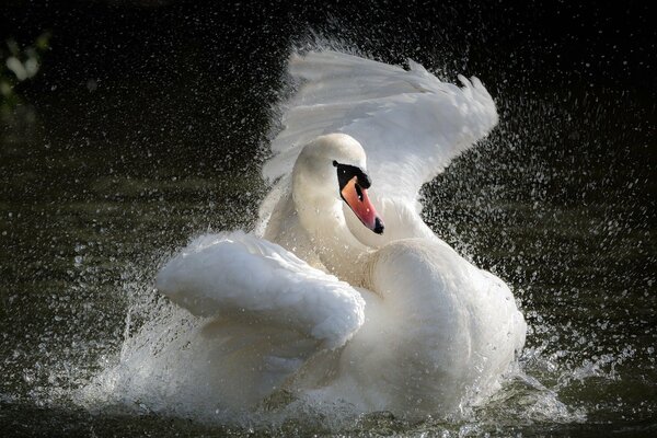 The white swan flaps its wings