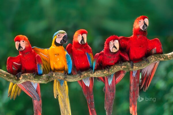 Four red macaws and one yellow parrot