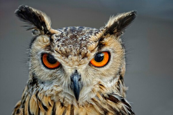 Predatory look of an owl with a hooked nose