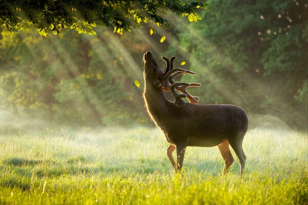 El ciervo al amanecer se deleita en los rayos del sol de la mañana bajo la lluvia de verano