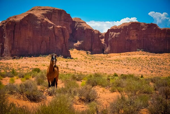 Mustang vor dem Hintergrund der Felsen im Monument Valley. die USA. Arizona. Utah