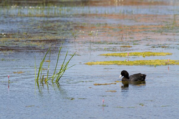 Cute duck in a summer pond