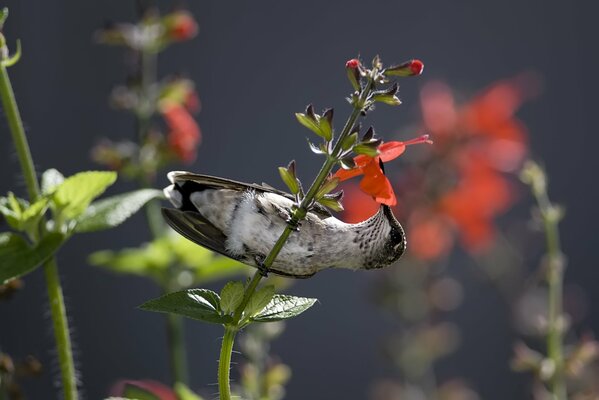 Hummingbird collects nectar from flowers