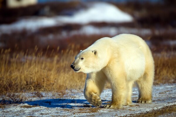 Paseo del oso polar del Norte