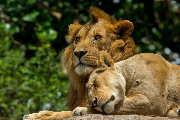 A couple of lions are resting against the background of nature