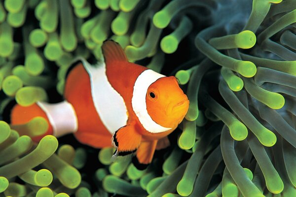 Beau poisson d aquarium sous l eau