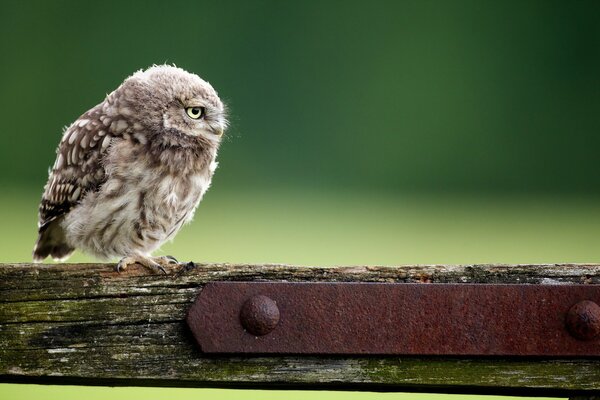 A small owl sits on a stick