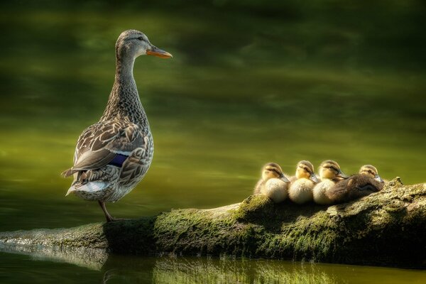 Ente und Entenbrut auf einem Baumstamm im Wasser