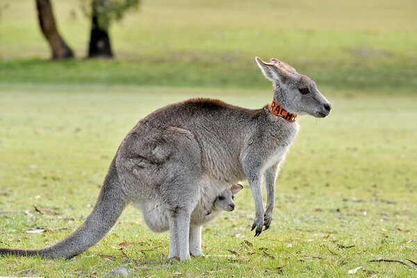 Ein Känguru mit einem Jungtier in der Natur