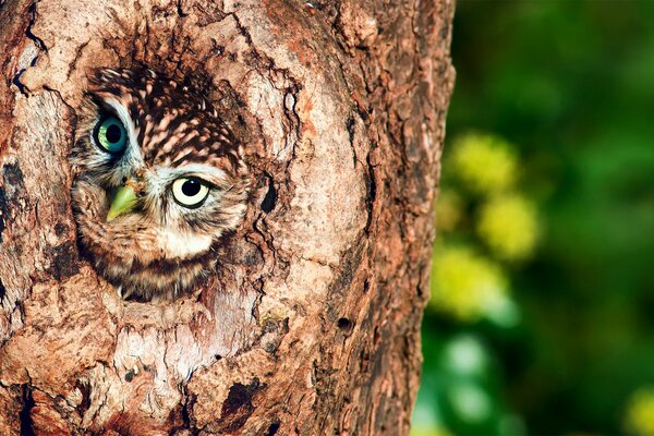 An owl looks out of a hollow tree