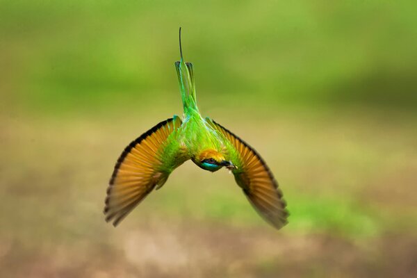 There is an unusual green bird on the blurry photo