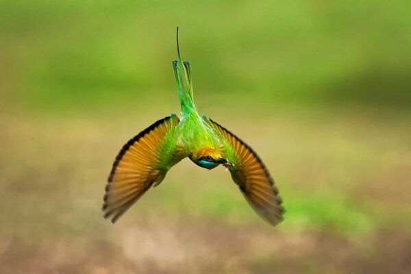 Sur une photo floue d un oiseau inhabituel vert