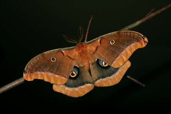 A winged butterfly is hanging on a branch