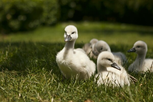 Swan chicks are heading through the grass