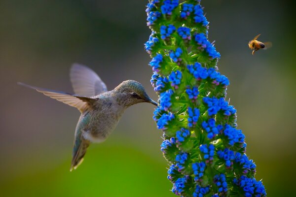 Calibri nature flower blue