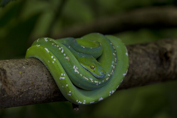 Serpent avec des écailles vertes se trouve sur une branche