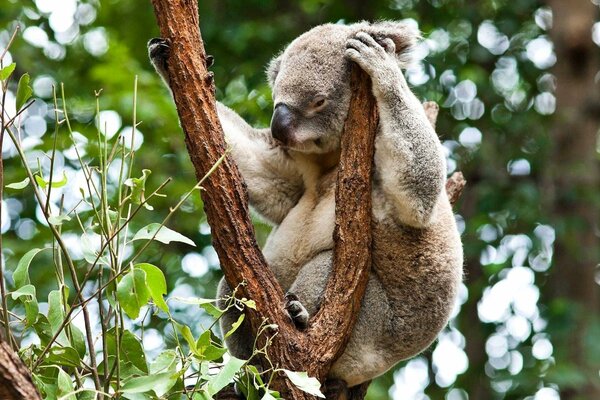 Koala se rasca la cabeza sentado en una rama