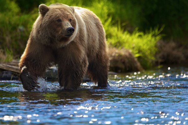 Soy el oso de su cubierta terem