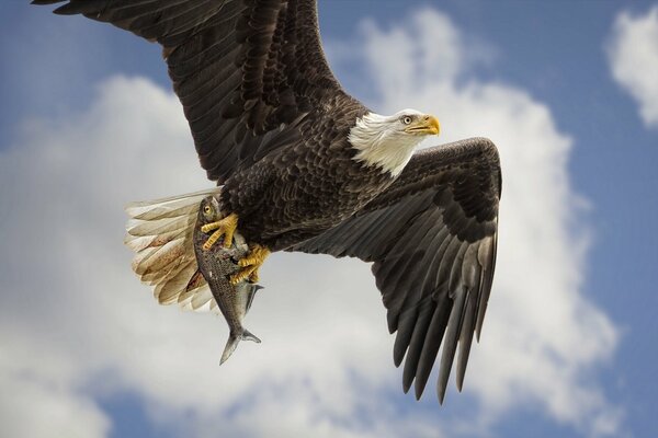 Weißkopfadler Vogel Himmel