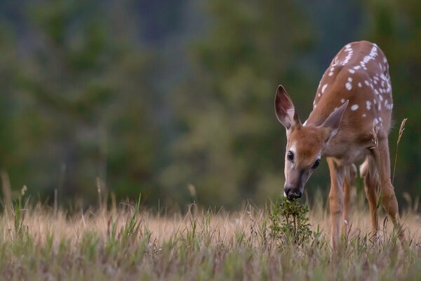 Jeune renne mange de l herbe