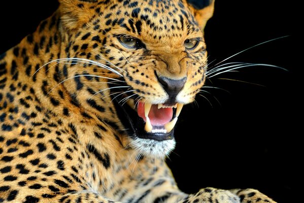 Le regard prédateur et le sourire du léopard
