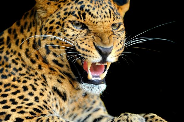 Lo sguardo predatorio e il sorriso del leopardo