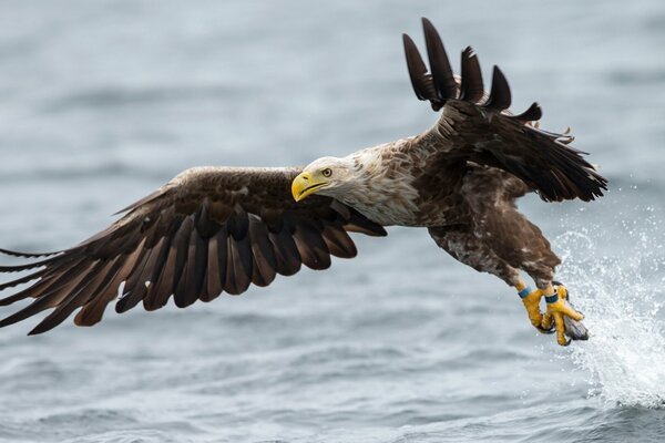 Der Weißschwanzadler breitete seine Flügel über das Wasser aus