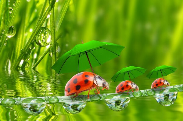 Marienkäfer unter grünen Regenschirmen