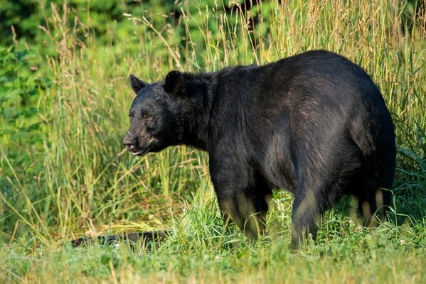 Amerykański czarny niedźwiedź ukrywa się w trawie