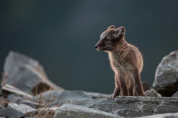 Zorro polar en las rocas