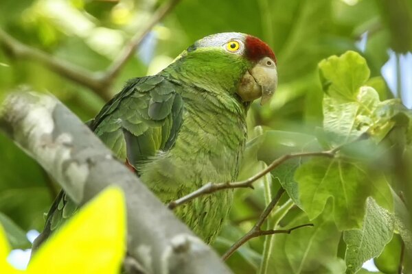 Amazzone dalle guance verdi nel fogliame verde