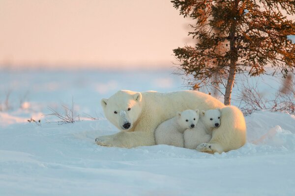 A polar bear with her cubs