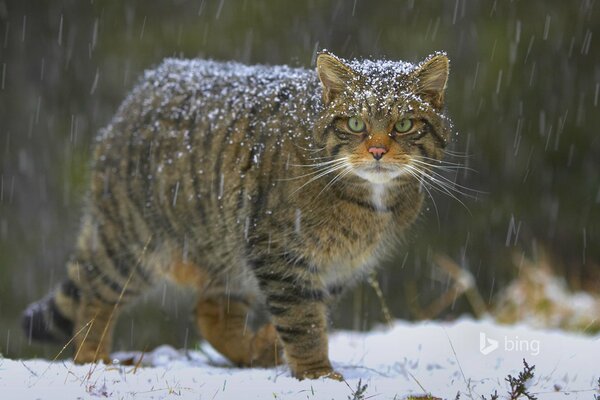 Gato del bosque europeo bajo la nieve