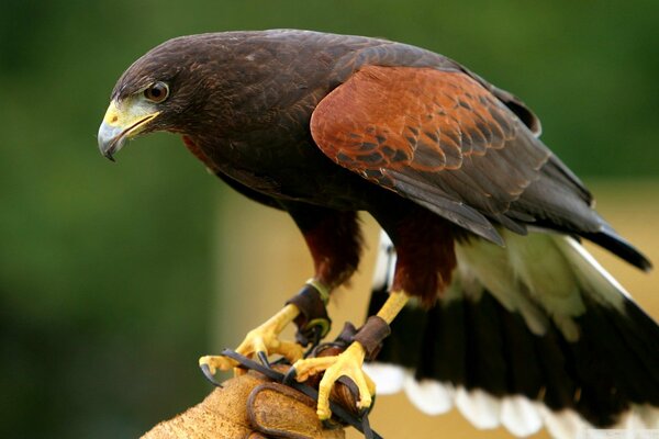 Oiseau aigle avec bec jaune