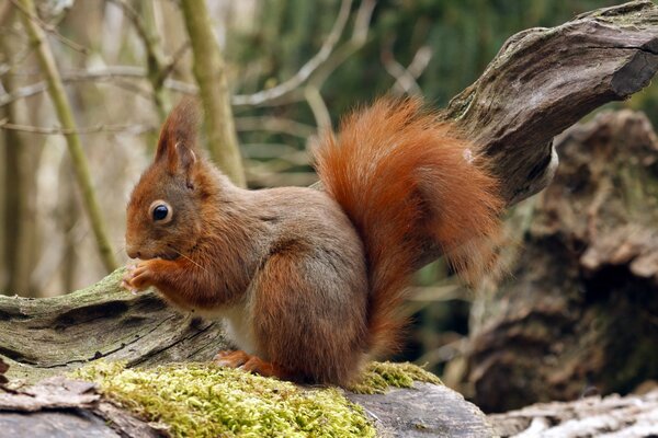 Schönes Eichhörnchen auf Wald Hintergrund