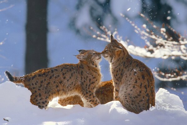 Parc National de la forêt bavaroise de Lynx