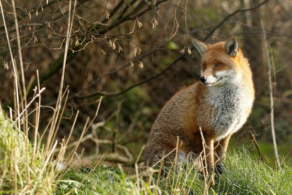 Photo of a red fox in the forest