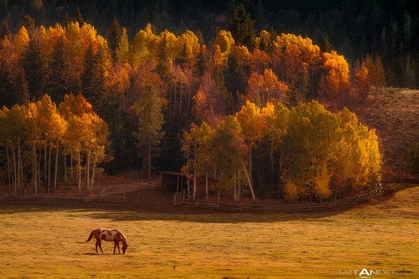 Colorful autumn valley with a horse