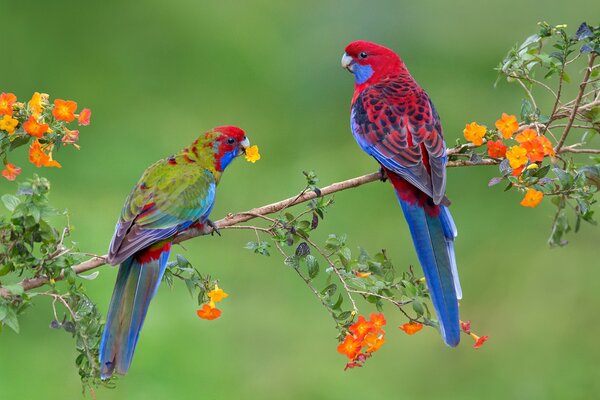 Para pięknych ptaków na gałęzi