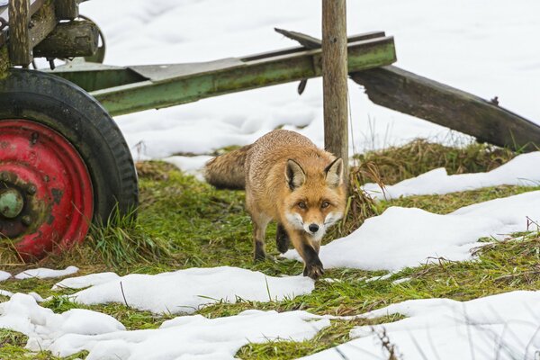 A red fox sneaks through the snow