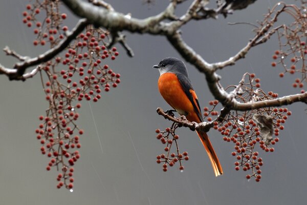 Winter fairy tale. The Bullfinch s Dream